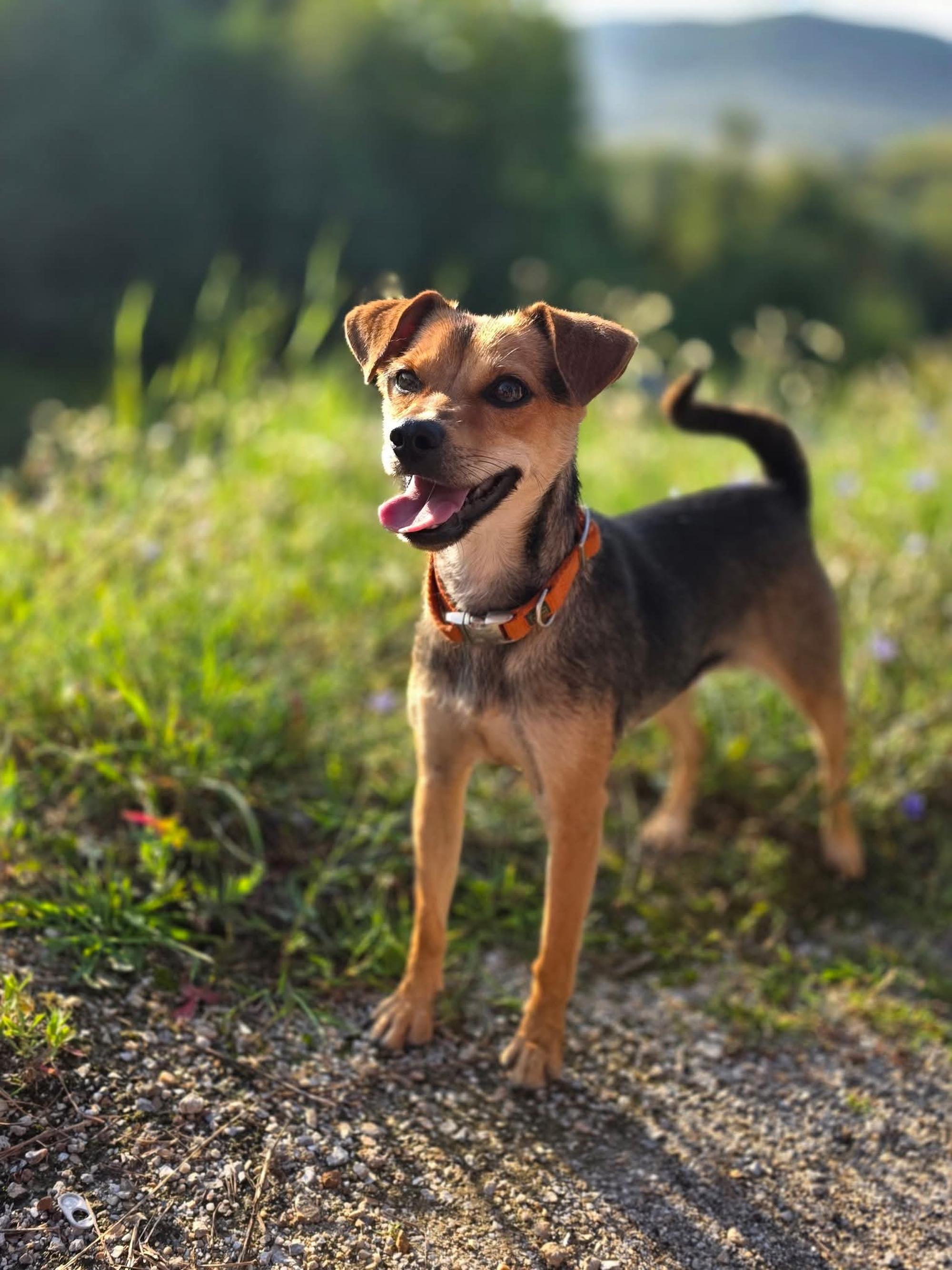 Suri