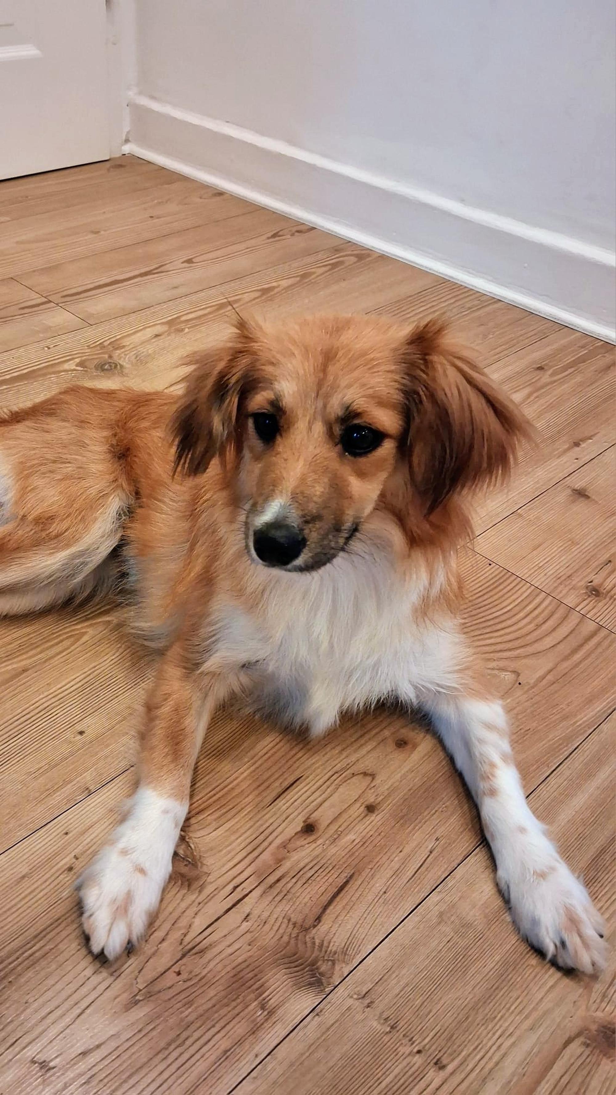 Elrika