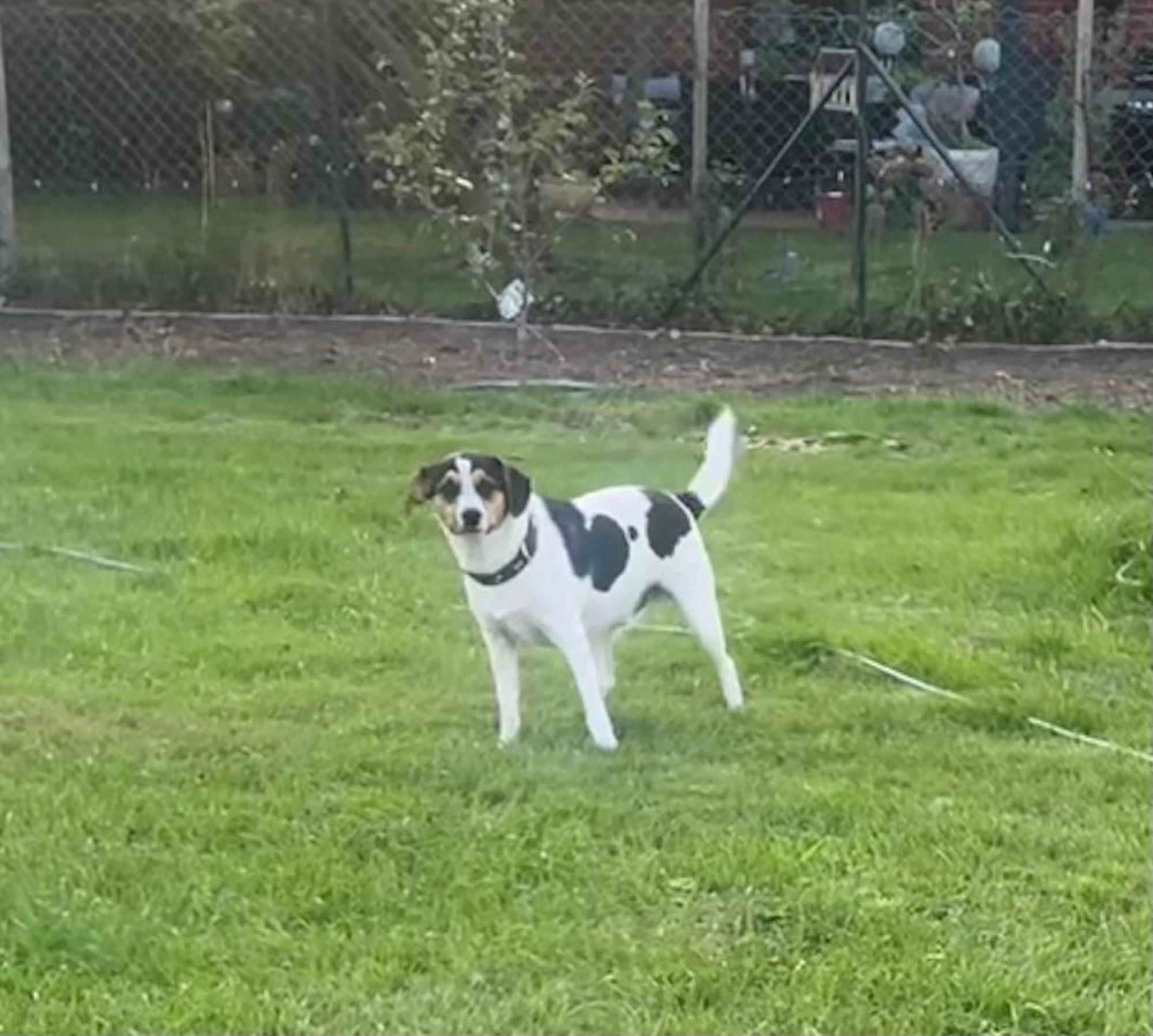 Wolfgang / Wolfi Foto 4