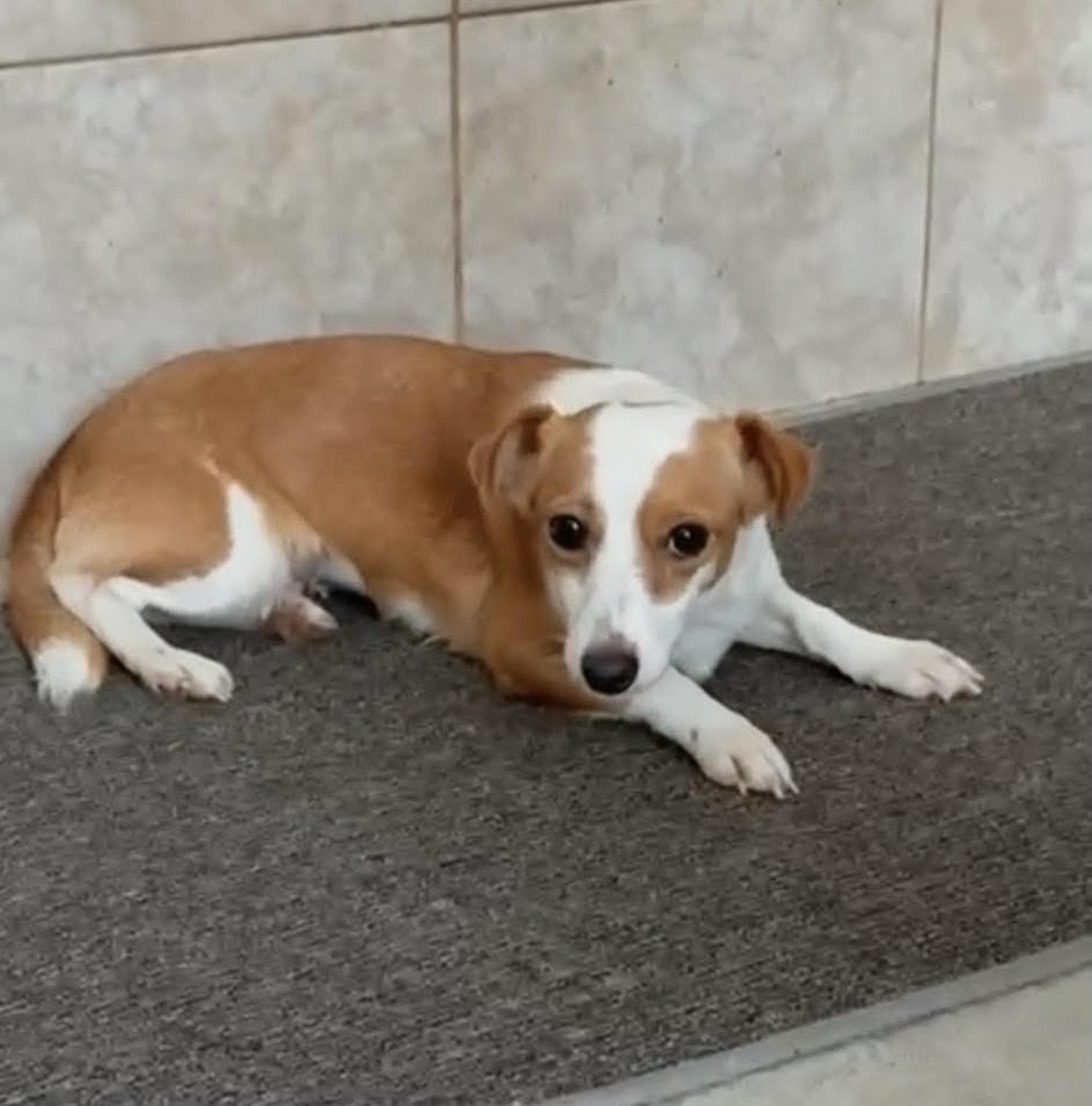 Janka