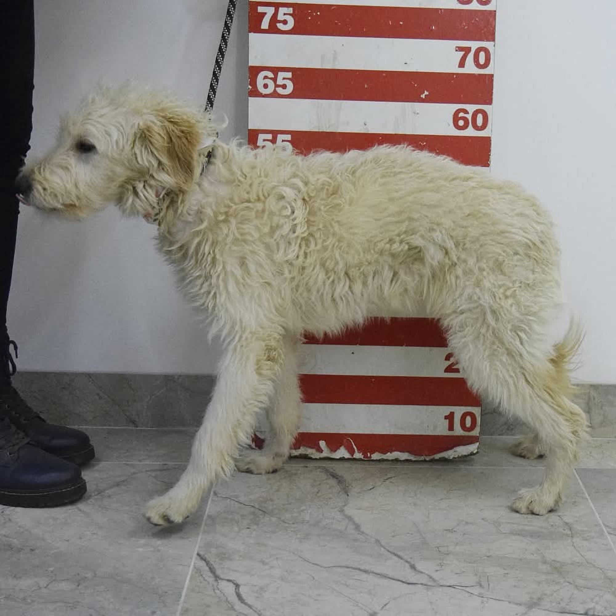 Contesa Chantal Foto 10