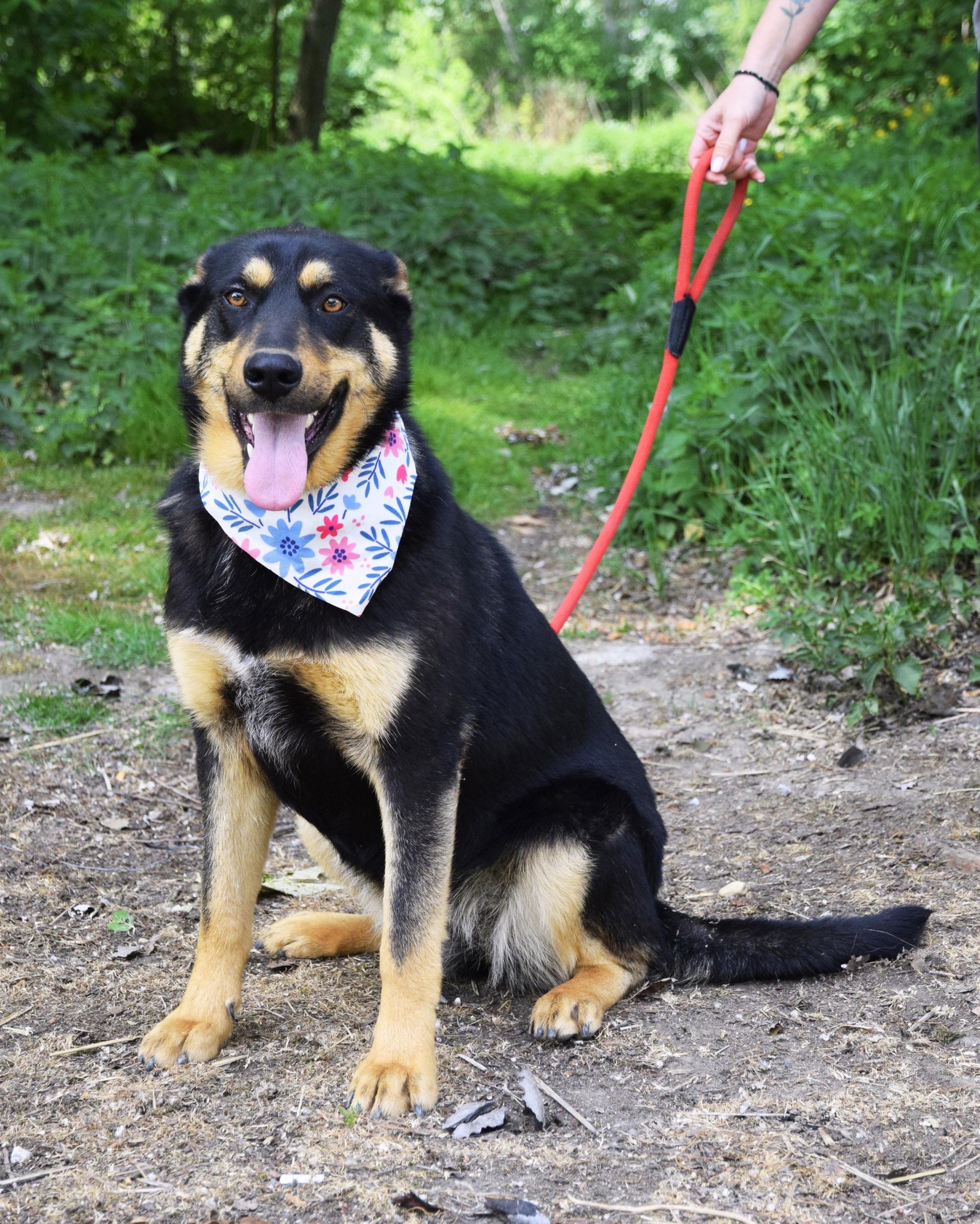 Dakota