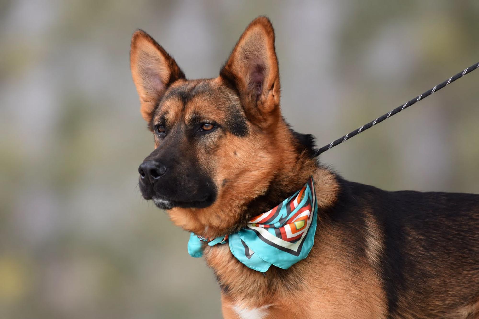 Lovis Foto 2