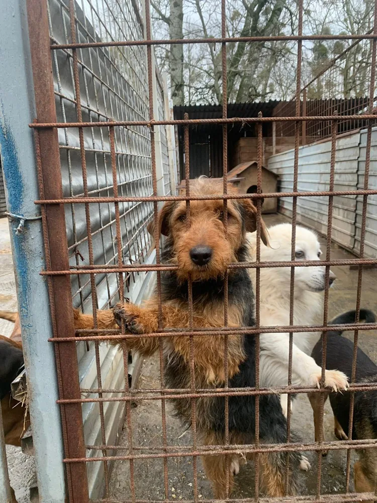 Hunde im Tierheim hinter einem Gitter